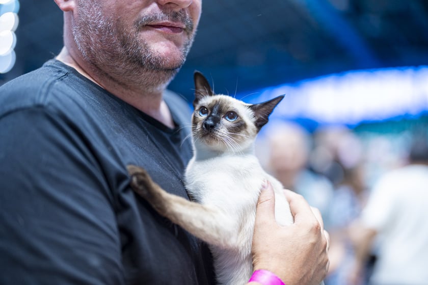 Międzynarodowa wystawa kotów rasowych w hali Orbita we Wrocławiu, 7-8 września 2024